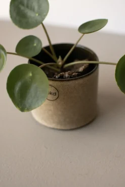 Astillbe flower pot small Ø7 cm, Beige