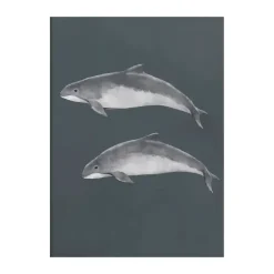 Baltic porpoise poster, 50x70 cm