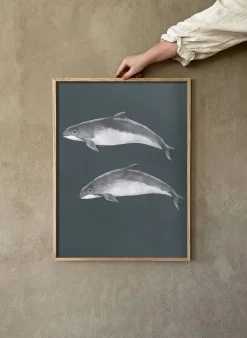Baltic porpoise poster, 50x70 cm