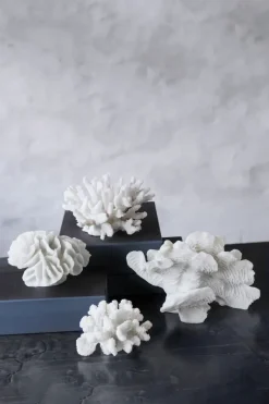 Coral fan, White