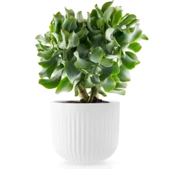 Eva Trio Legio Nova flower pot white, Large Ø15.5 cm