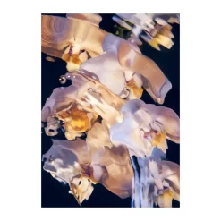 Flora Aquatica 01 poster, 30x40 cm