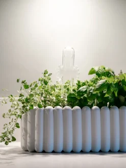 Hattifattener watering glass, Transparent
