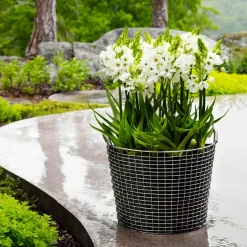 Korbo classic 50, galvanized steel