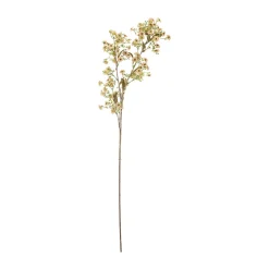 Stem wax flower, White