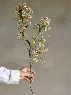 Stem wax flower, White