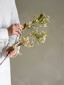 Stem wax flower, White