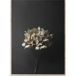 Sto Life 04 Hydrangea poster, 50x70 cm