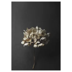 Sto Life 04 Hydrangea poster, 30x40 cm