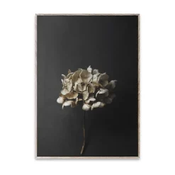 Sto Life 04 Hydrangea poster, 30x40 cm