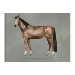 The anatomy of the horse poster, 30x40 cm